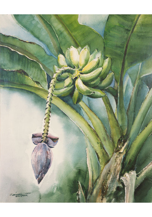 《香蕉樹》 水彩 寫生